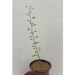 سرسيديوم 30 - 50 