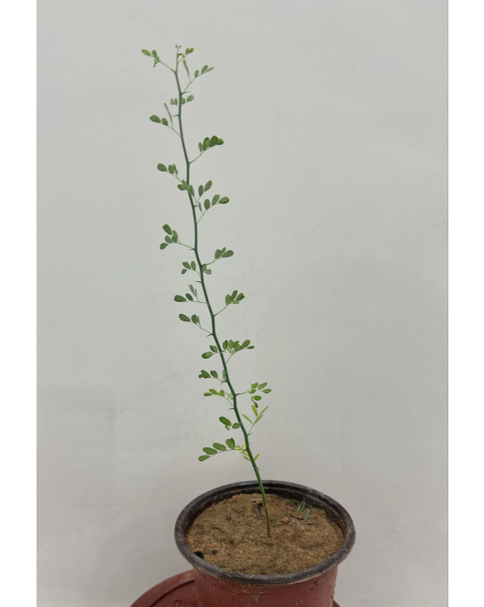 سرسيديوم 30 - 50 سرسيديوم 30 - 50