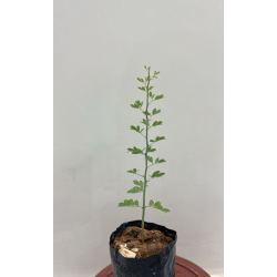 سرسيديوم 10 - 20 