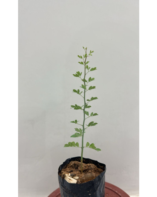 سرسيديوم 10 - 20 سرسيديوم 10 - 20