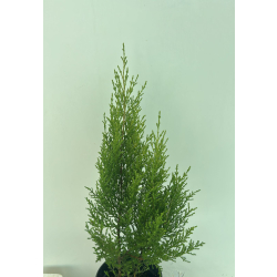 السرو - سرو ليموني 40 - 50 سم