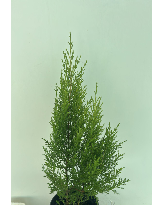 السرو - سرو ليموني 40 - 50 سم