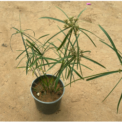 سعد - السعد المستدير - سعد الحمار30 - 40 سم