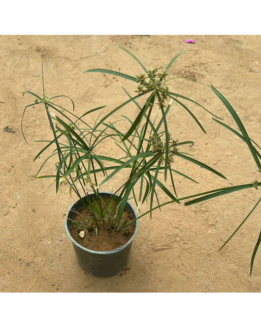 سعد - السعد المستدير - سعد الحمار30 - 40 سم