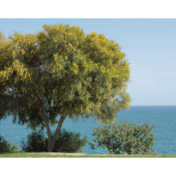 Acacia saligna 70-90cm