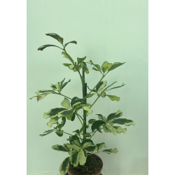 شفليرا مبرقش 30 سم