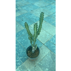 صبار الشمعدان 20 - 50 سم