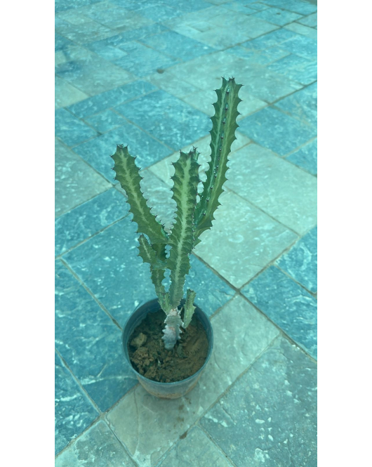 صبار الشمعدان 20 - 50 سم