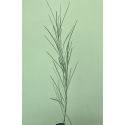 طلح سوبرما 20 - 40 سم