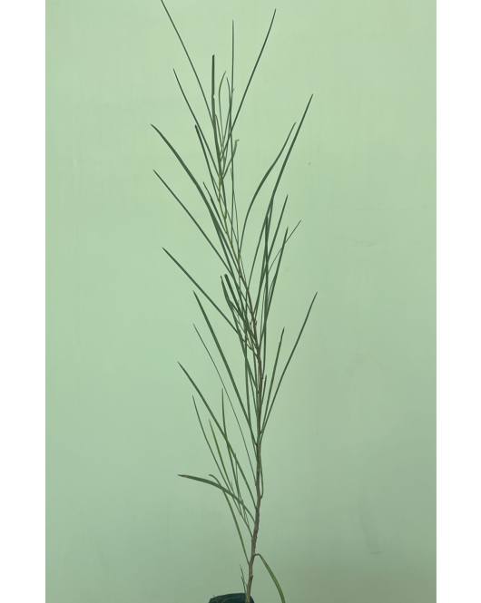 طلح سوبرما 20 - 40 سم