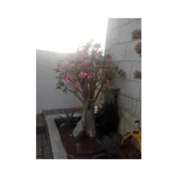 عدنة وردي 2م - حجم ( 3 - 4 ) بوصة