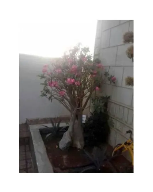 عدنة وردي 2م - حجم ( 3 - 4 ) بوصة