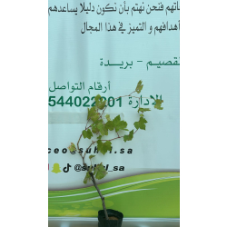 العنب - عنب بز اصفر 40 - 60 سم العنب - عنب بز اصفر 40 - 60 سم