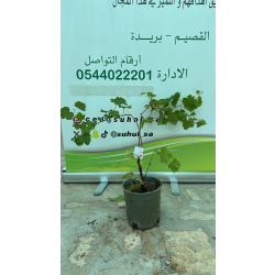 العنب - عنب رد قلوب 40 - 70 سم  العنب - عنب رد قلوب 40 - 70 سم