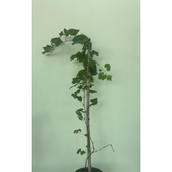 العنب - عنب حلواني 100-130 سم العنب - عنب حلواني 100-130 سم