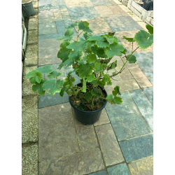 العنب - عنب - عنب بناتي اصفر 40 - 50 سم