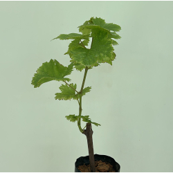 العنب - عنب بلاك مجك 40 - 70 سم العنب - عنب بلاك مجك 40 - 70 سم