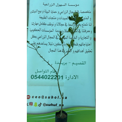 البرتقال - برتقال فالنسيا مطعم عمر سنه ونص