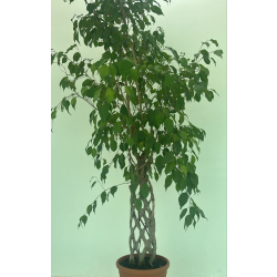 داخلي - فيكس بنجامينا بيتيت مجدول 200 سم