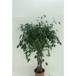 فيكس بنجامينا مجدول (كولومنا) 120سم