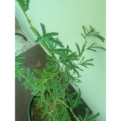 قتاد 40 - 60 سم قتاد 40 - 60 سم