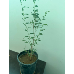 قتاد 40 - 60 سم قتاد 40 - 60 سم