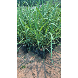 قصب السكر 20 - 40 سم