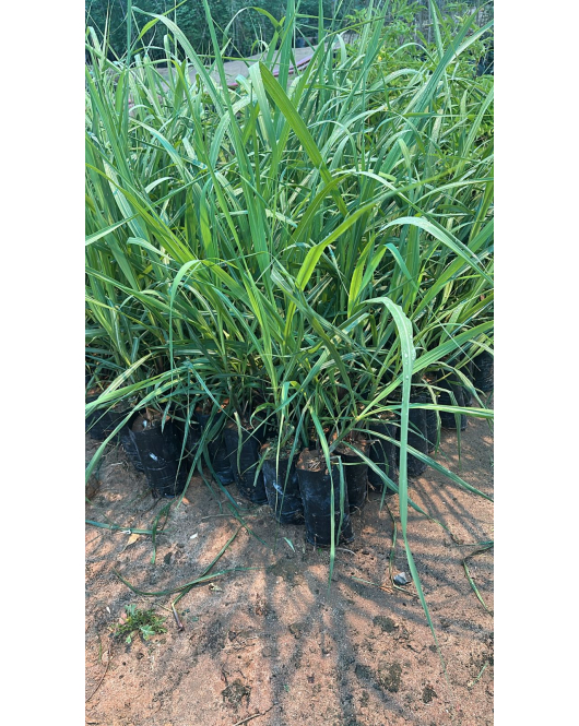 قصب السكر 50 - 70 سم