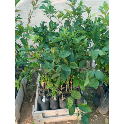 برتقال كاراكار مطعم عمر سنتين ونص