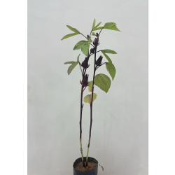 كركديه 30 - 50 سم 