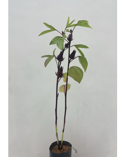 كركديه 30 - 50 سم 