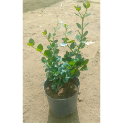 كاريسا - الكاريسا - الكاريزيا 20 - 30 سم