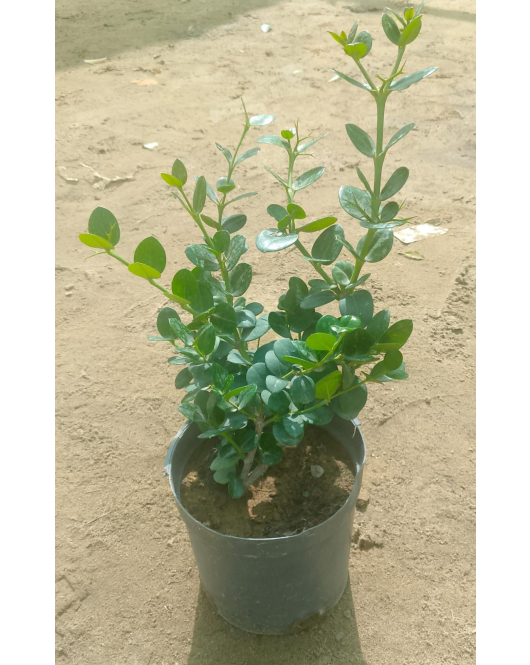 كاريسا - الكاريسا - الكاريزيا 20 - 30 سم