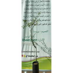 الليمون - ليمون كافيار ابيض - كفيار سنه ونص الليمون - ليمون كافيار ابيض - كفيار سنه ونص