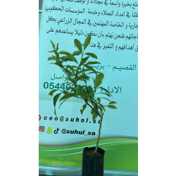 البرتقال - برتقال كيمكوات مطعم عمر سنه ونص