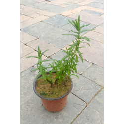 لافندر 20 - 30 سم