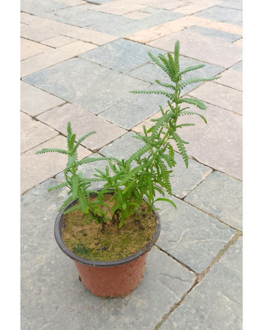 لافندر 20 - 30 سم