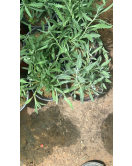 لافندر 10 - 15 سم