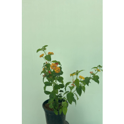 لانتانا كمارا -40 - 60 سم 