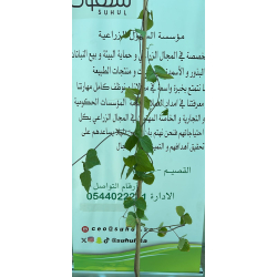 لبلاب بلدي 130 - 160 سم