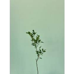  ليمكوات - شهيري مطعم عمر سنه ونص