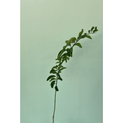 الليمون - ليمون اضاليا مطعم عمر سنه ونص