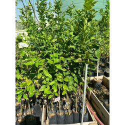 ليمون برازيلي مطعم عمر سنه ونص