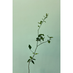 الليمون - ليمون تايلندي مطعم عمر سنتين ونص