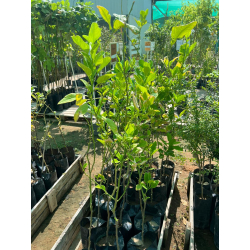 الليمون - ليمون زنجبيل مطعم عمر سنه ونص