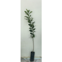 الليمون - ليمون اضاليا مطعم عمر سنه ونص