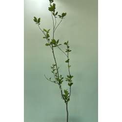 الليمون - ليمون ماير مطعم عمر اربع سنوات