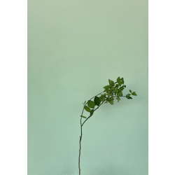 الليمون - ليمون ماير مطعم عمر سنه ونص