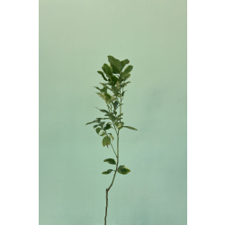 الليمون - ليمون مبرقش مطعم عمر سنتين ونص