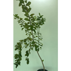 الليمون - ليمون يوريكا مطعم عمر خمس سنوات 